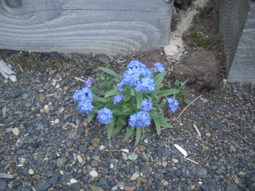 Forget-me-not in Barrow
